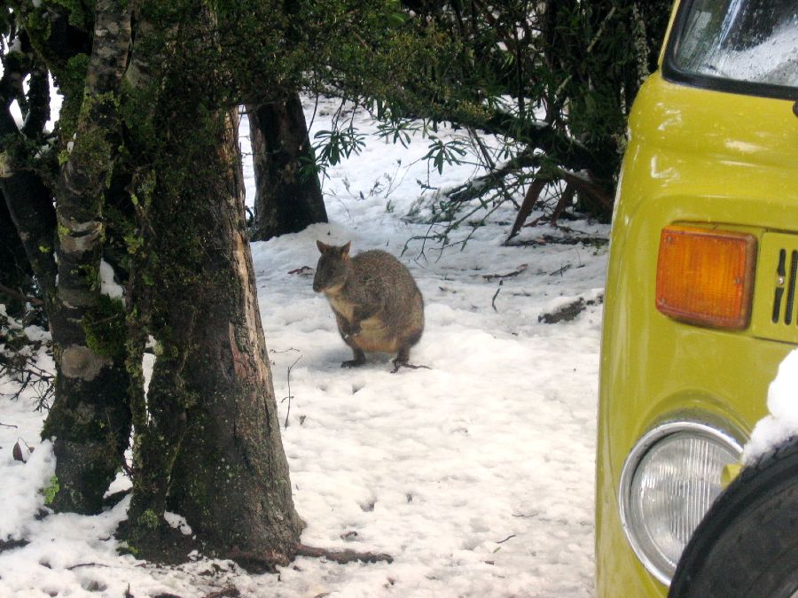 A wallaby hops along by our van Ethel