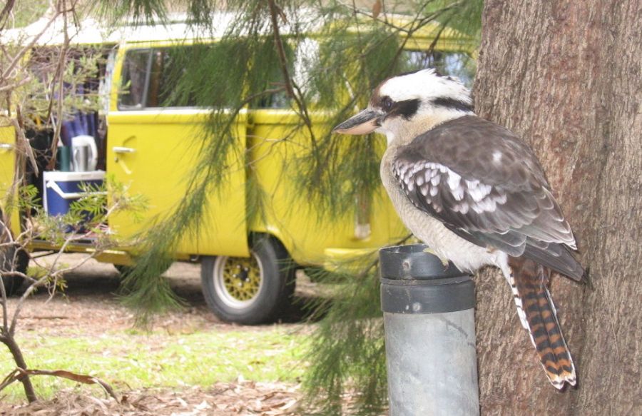 Kookaburra in front of Ethel, Lane Cove Caravan Park, Sydney