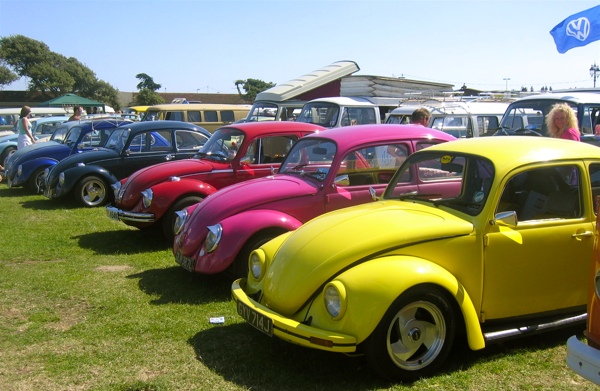 A line-up of beetles