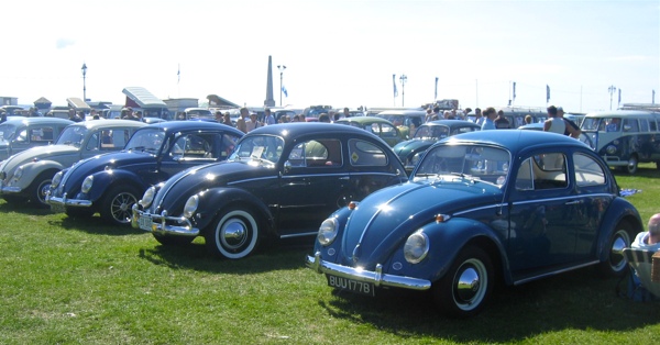 A line-up of beetles