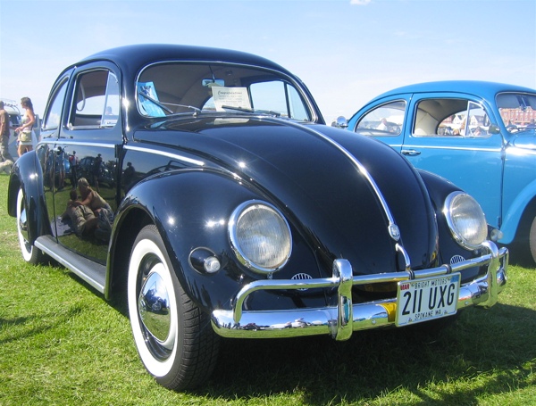 Beautiful shiny black beetle