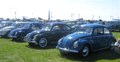 A line-up of beetles
