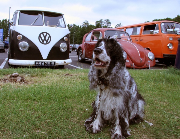 These vehicles are protected by an attack dog. This is not that dog