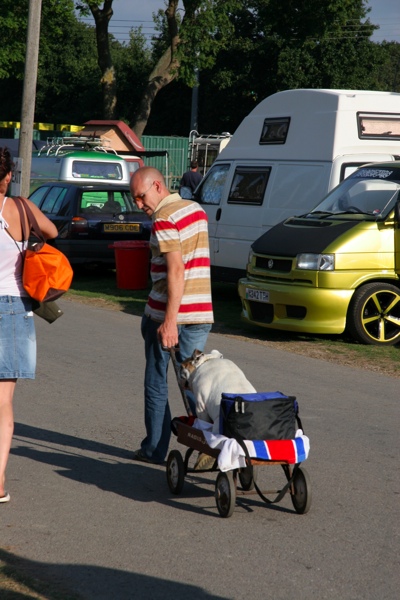 Fat dog in buggy